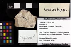 Foto (Objket + Etiketten) von Galathea sp. 